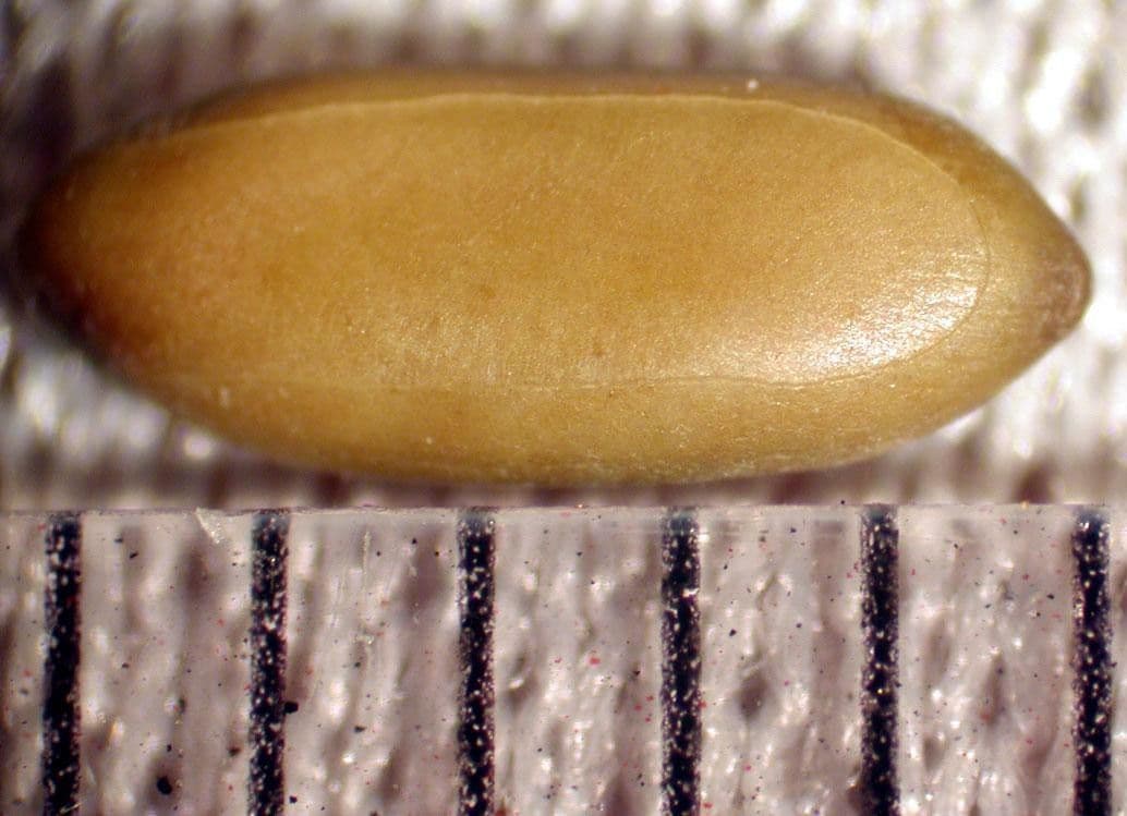 Mimosa 20