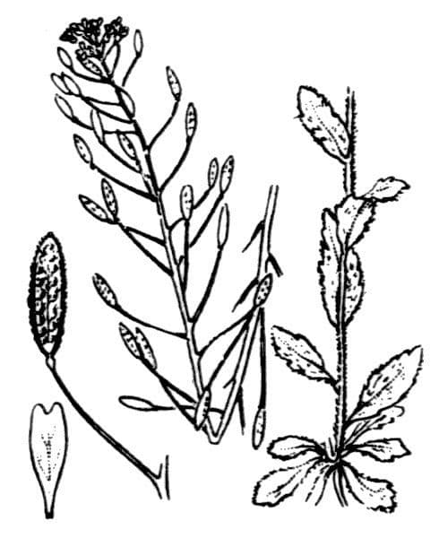 Draba lesná 21
