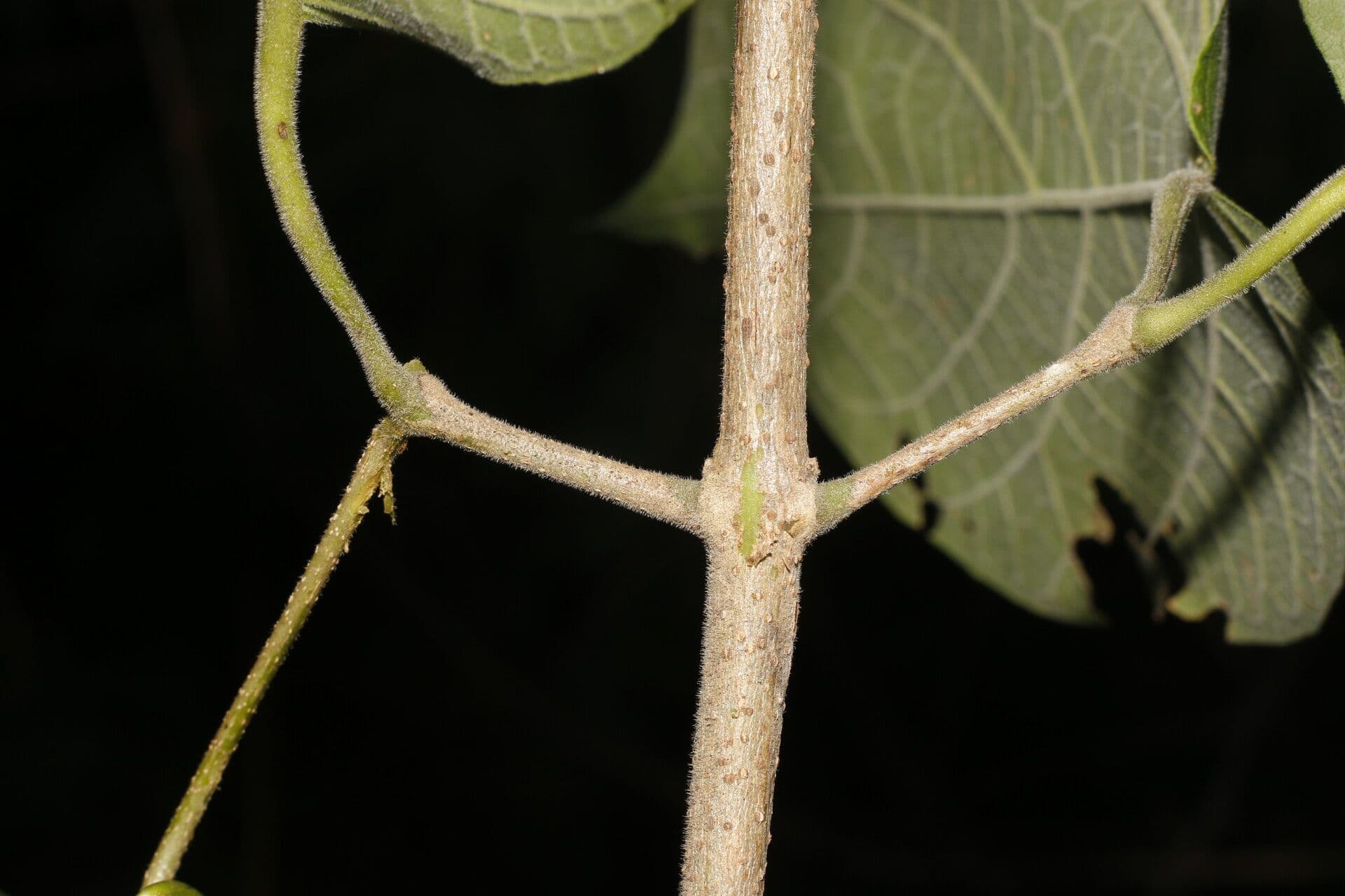 Fridericia 11