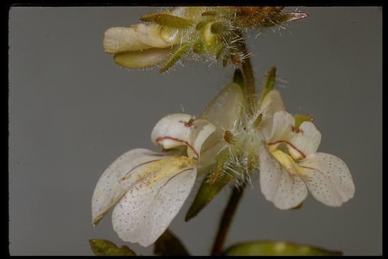 Collinsia tinctoria 3