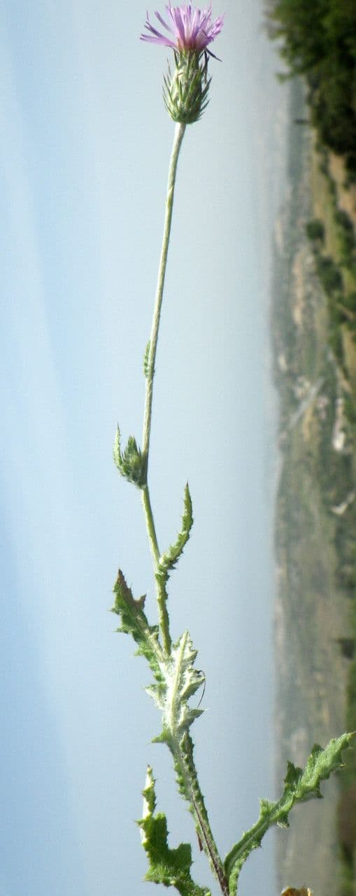 Cardo argentato 4