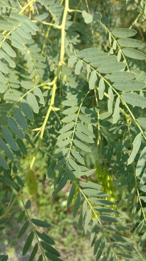 Sesbania drummondii 18