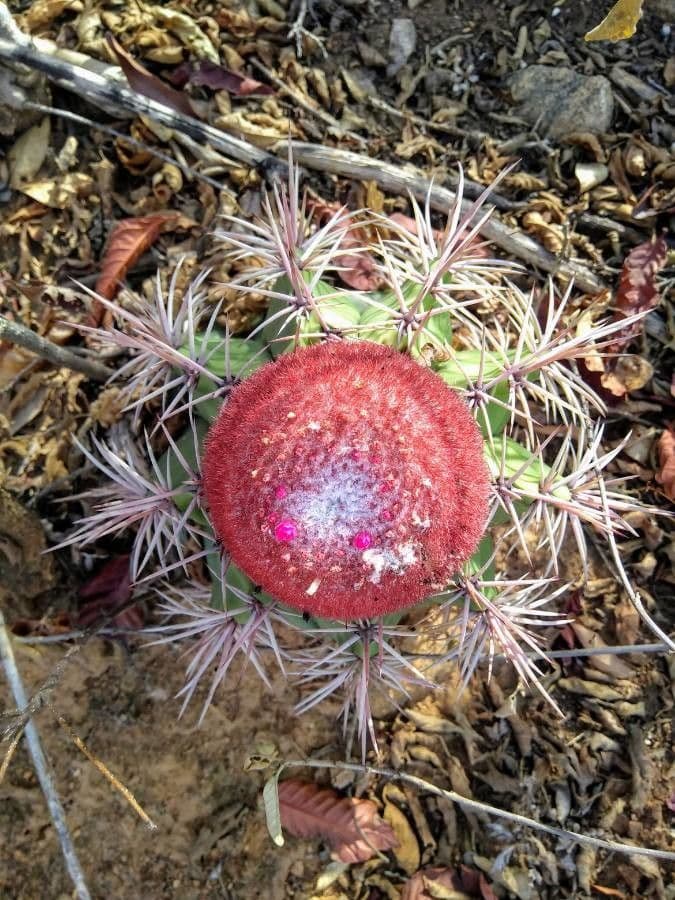 Melocactus 15