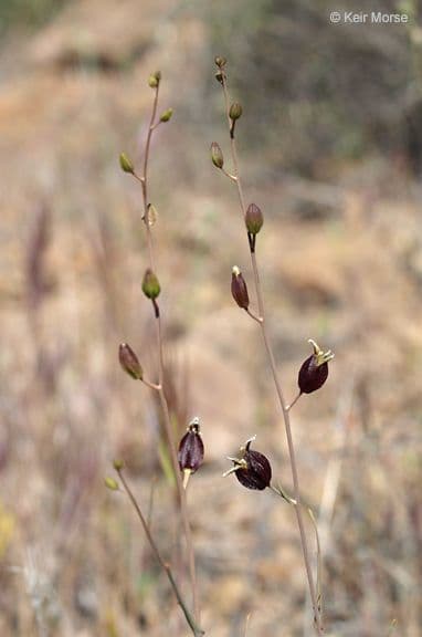 Streptanthus