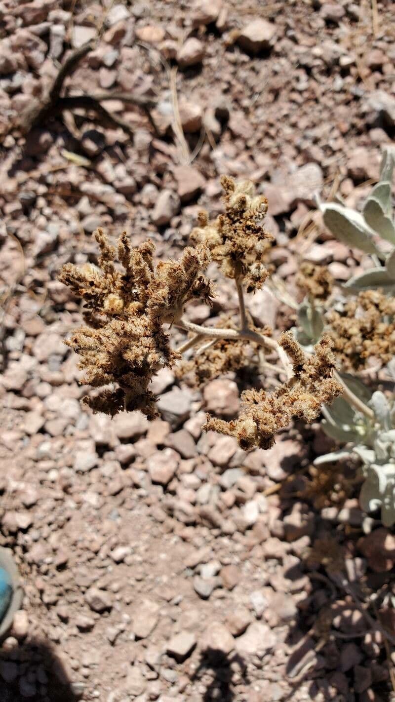 Yerba santa 2