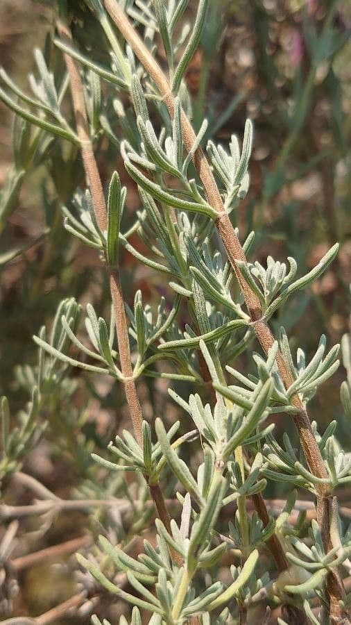 Lavanda selvatica 18