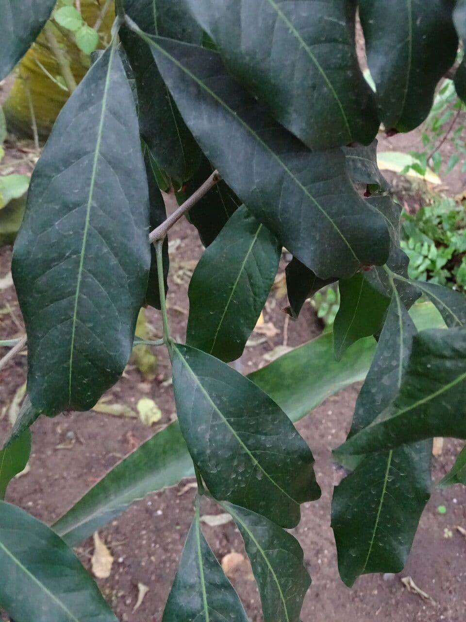 Lepisanthes