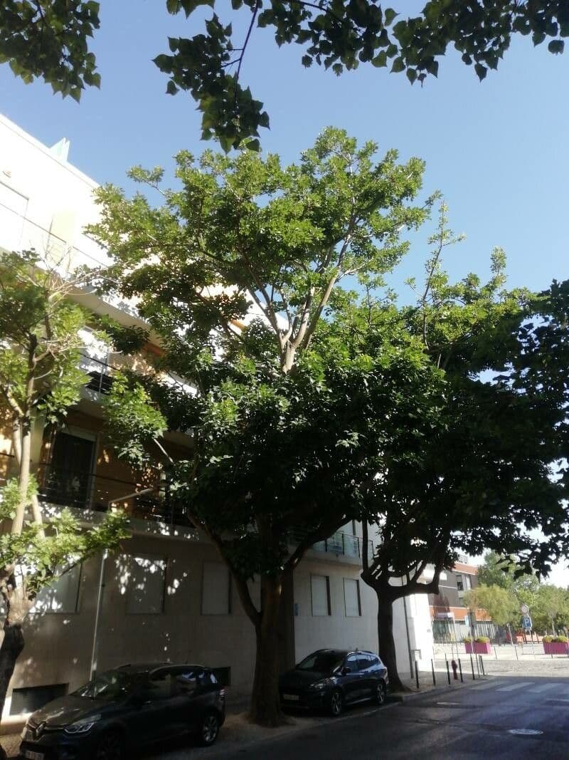 Kaffer-Korallenbaum 14