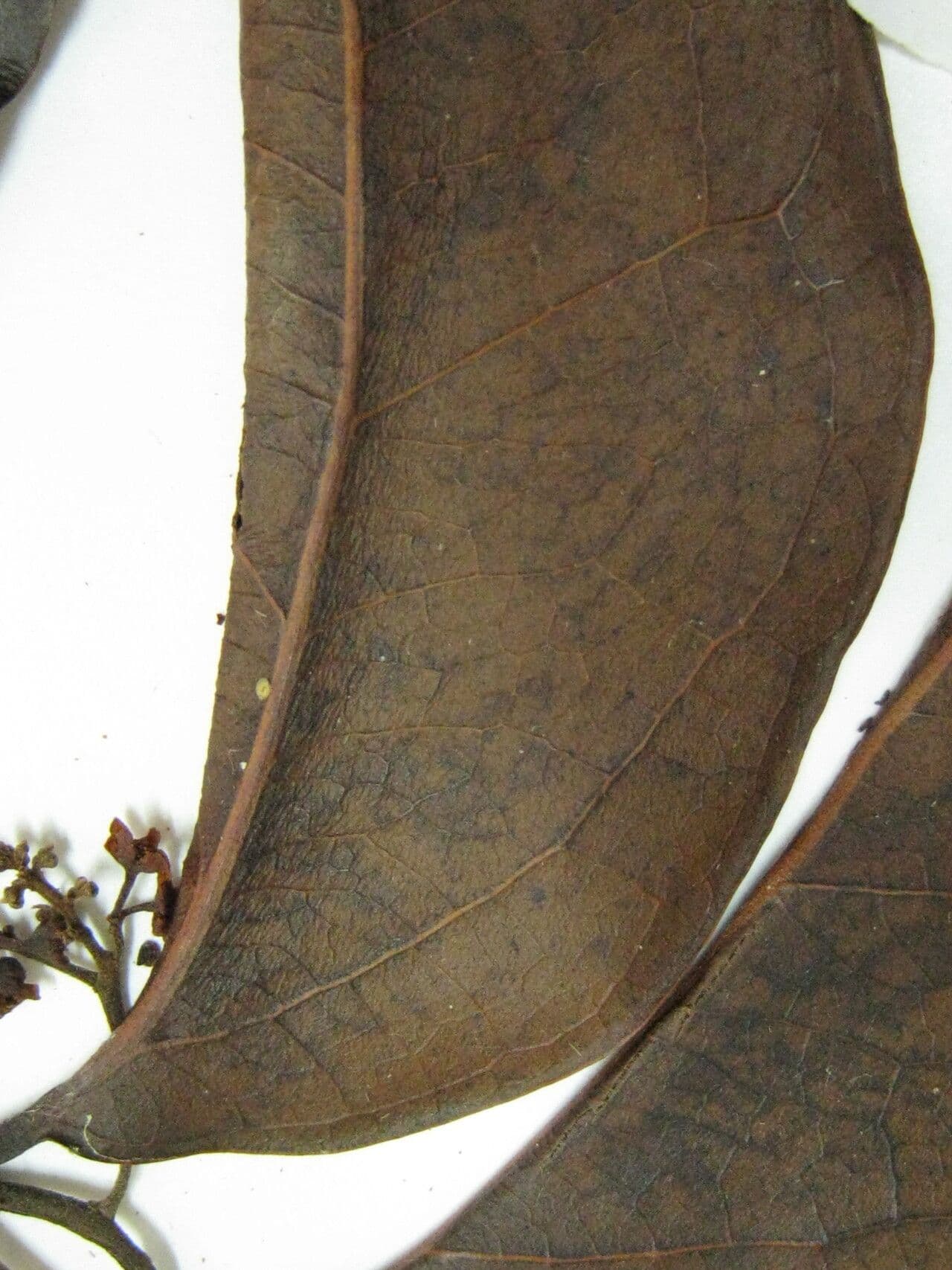 Ocotea 5
