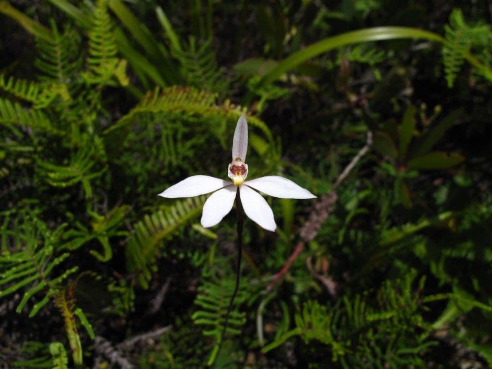 Caladenia 7