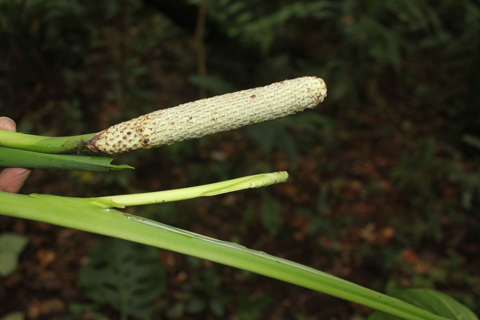 Berg-Monstera 10