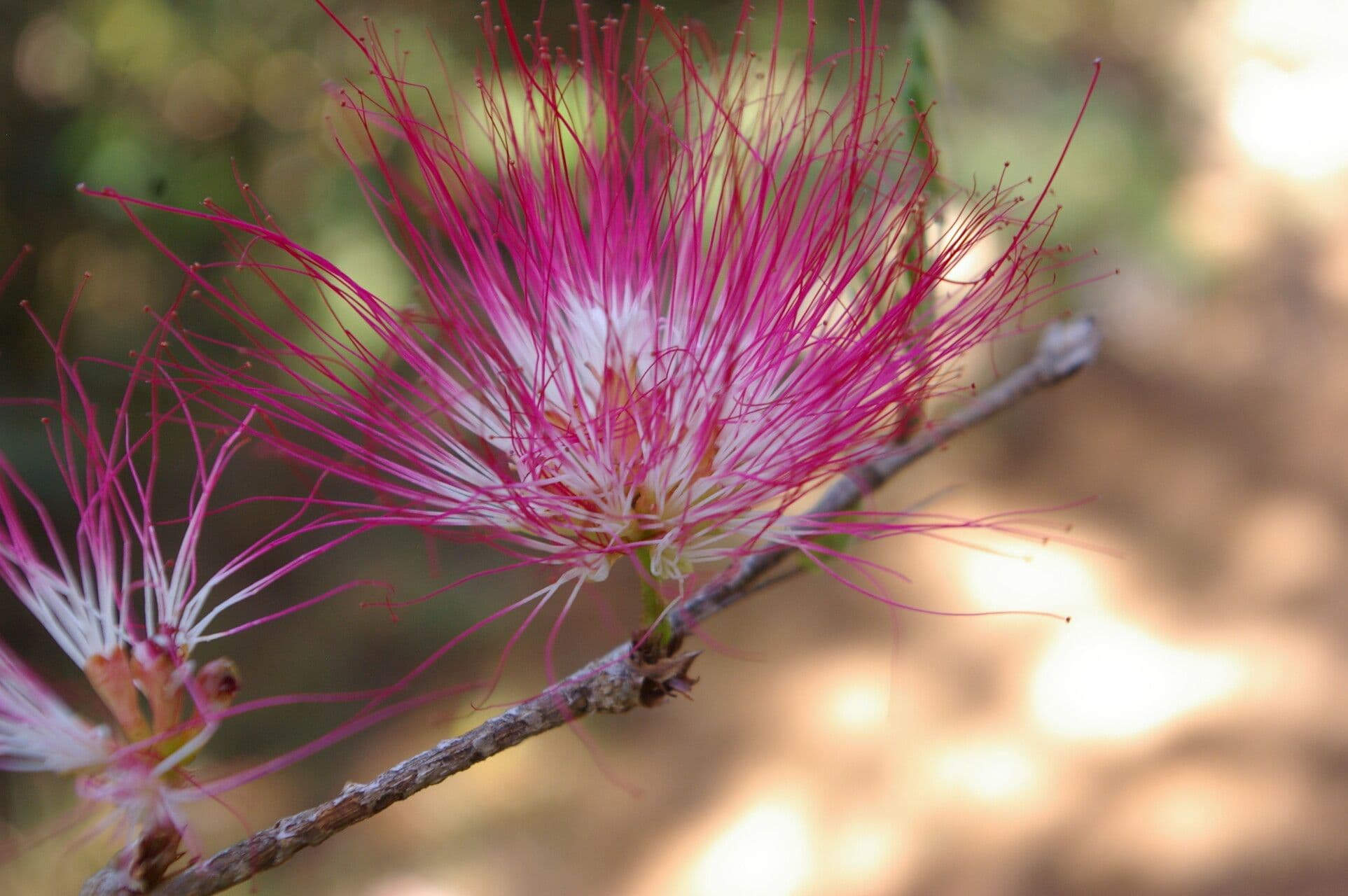 Calliandra 4