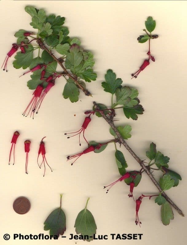 Fuchsiöse johannisbeere 29