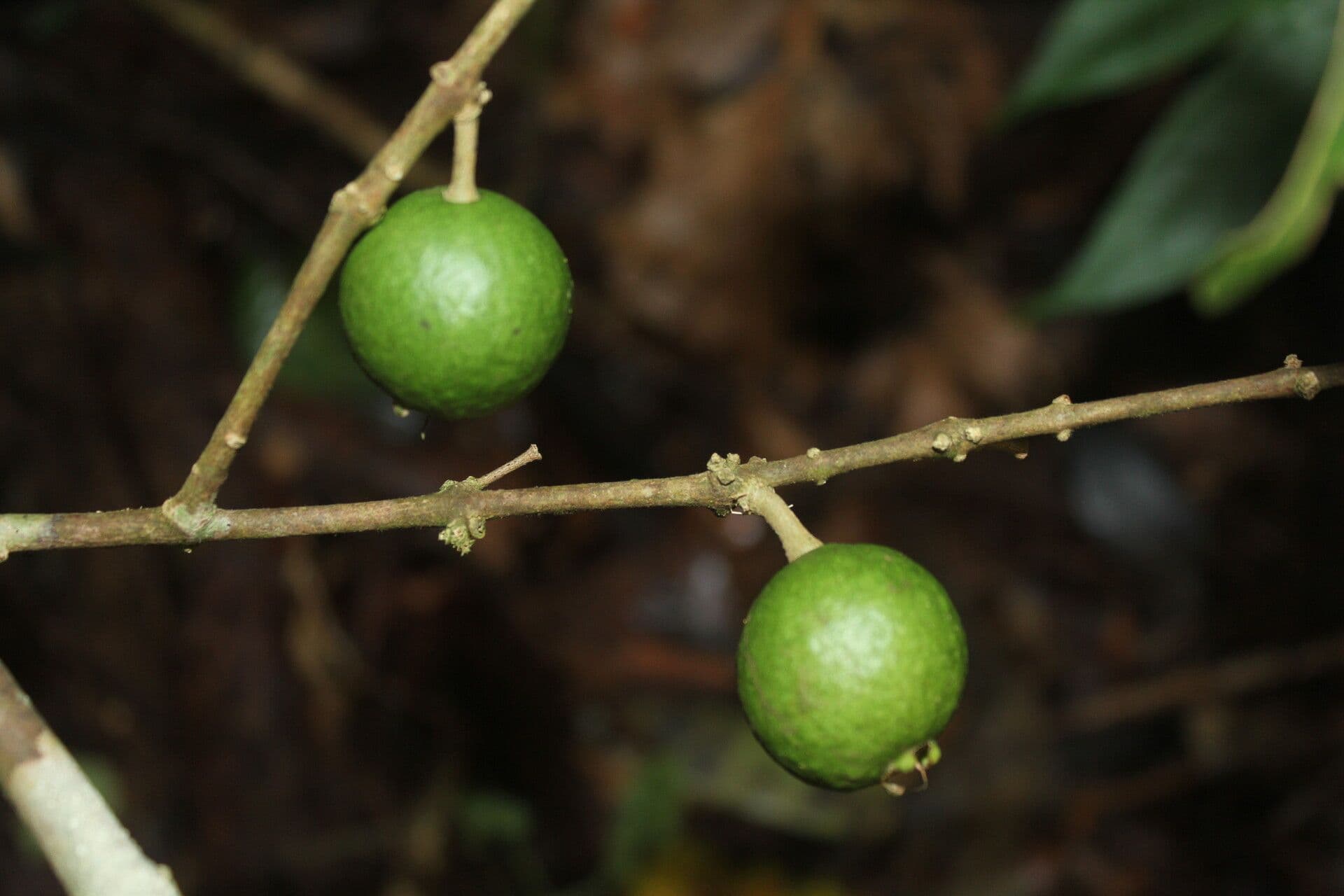 Eugenia