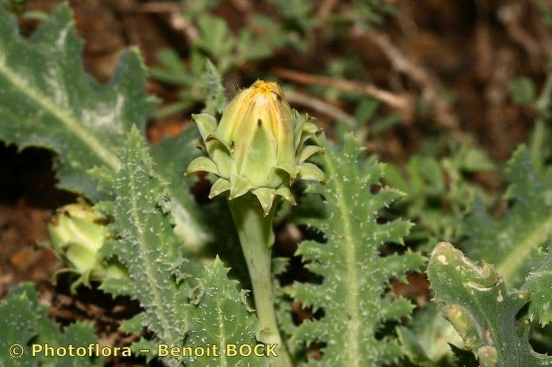 Reichardia 20