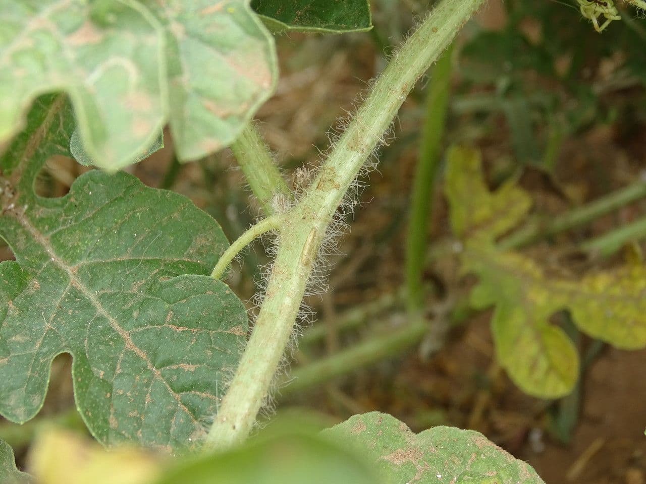 Anguria 21