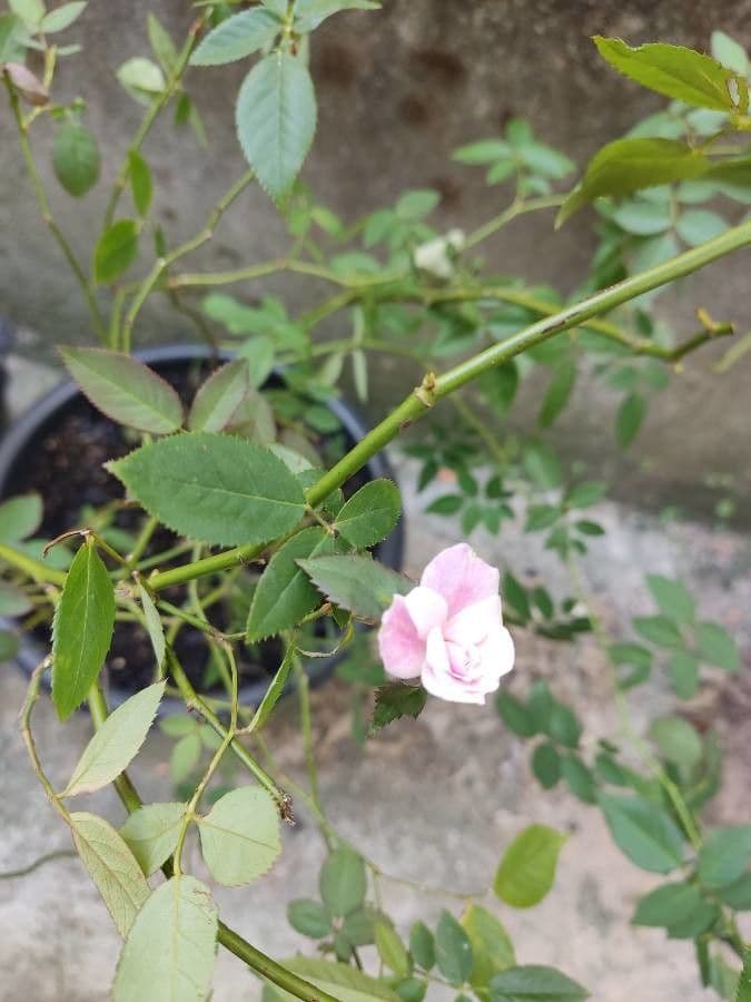 Tannenrose 8