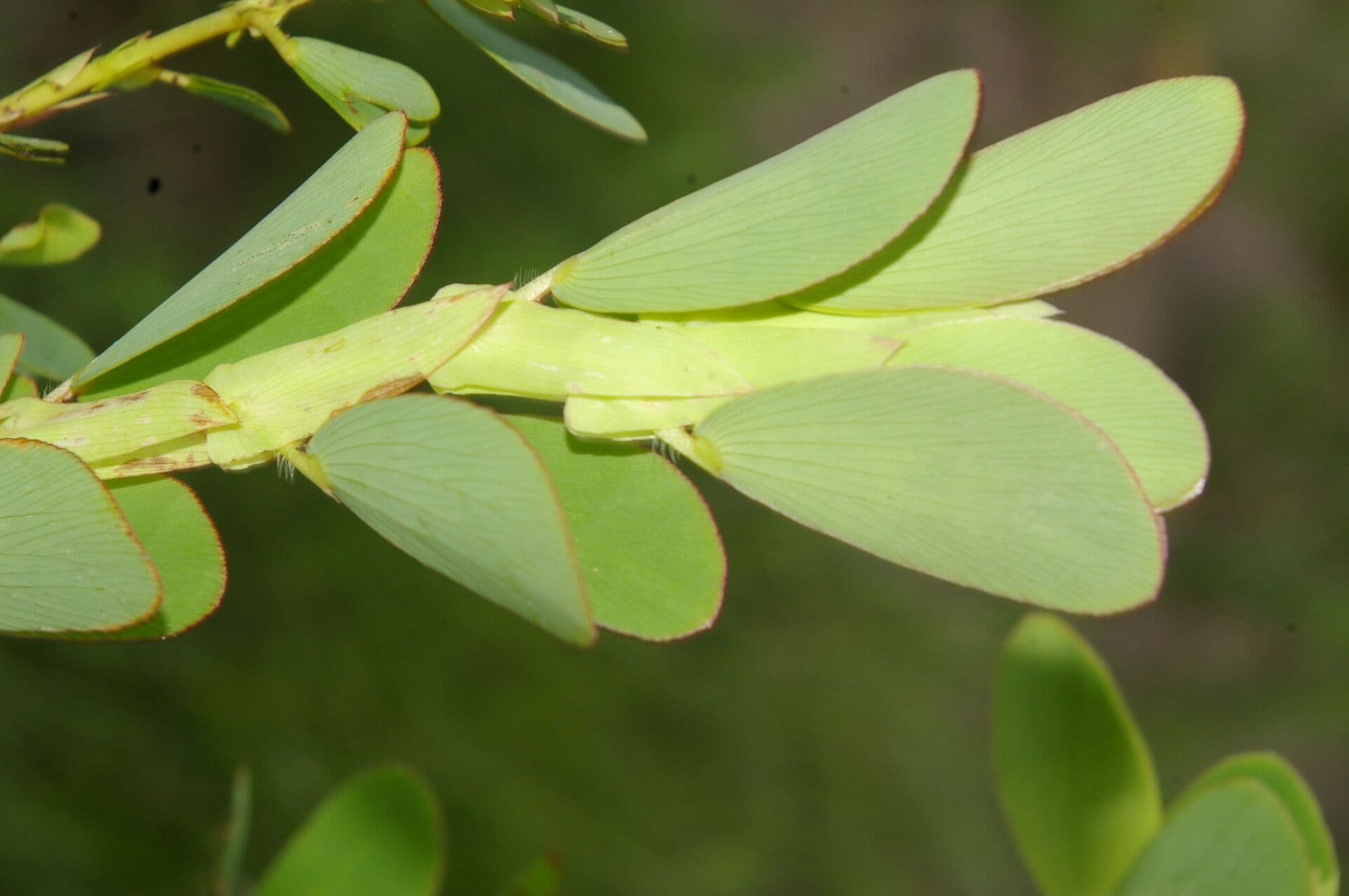 Cassia diphylla 19