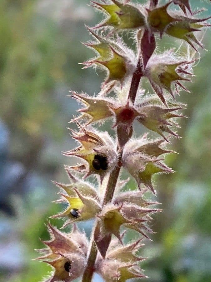 Betonica palustre 5