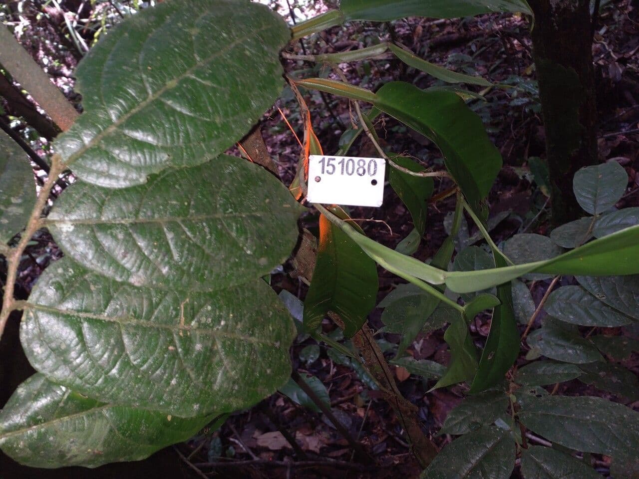 Casearia pitumba 3