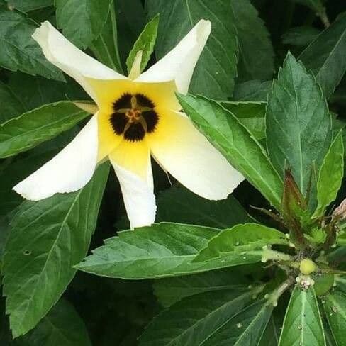 Turnera subulata 3