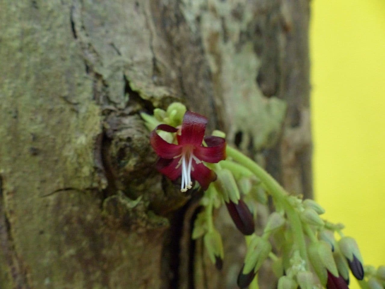 Bilimbi 6