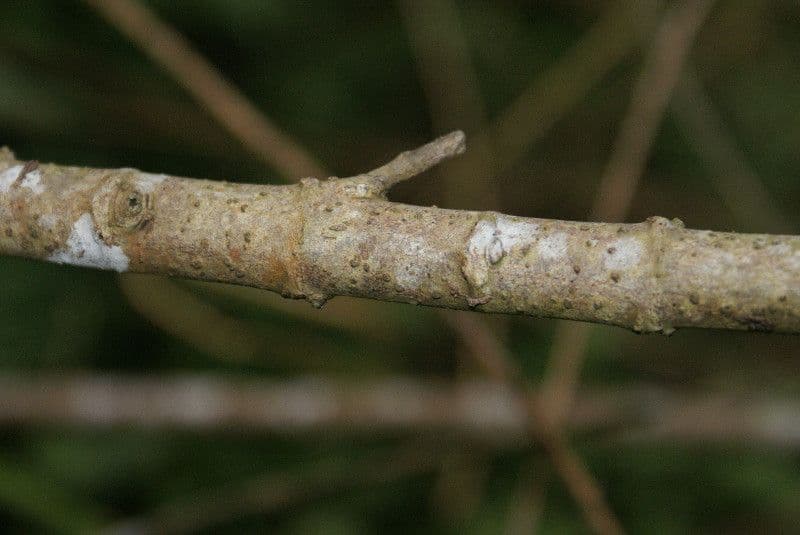 Ortica falsa pendula 25