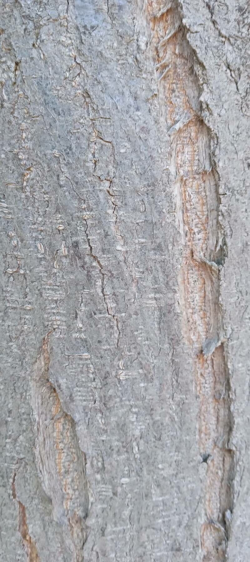 Robinia ispida 21