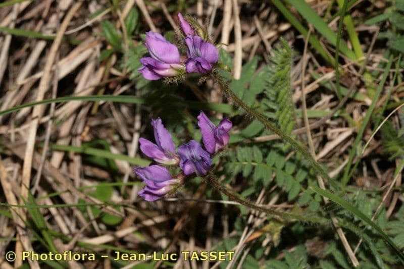 Oxitropis 6