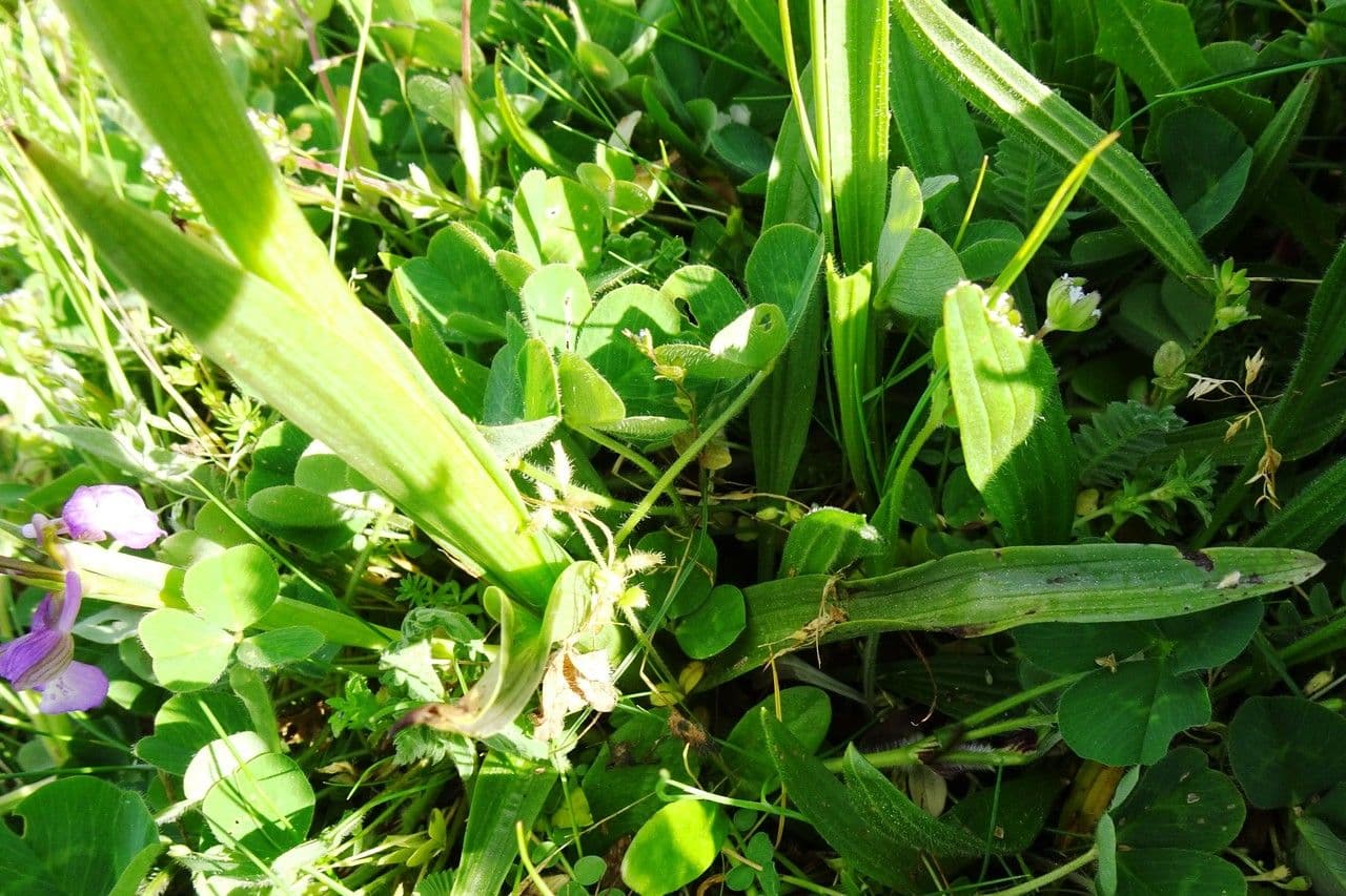 Orchide minore 18