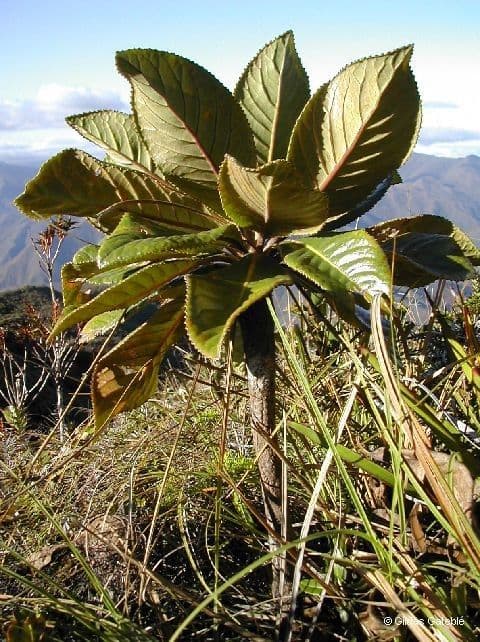 Apiopetalum 4