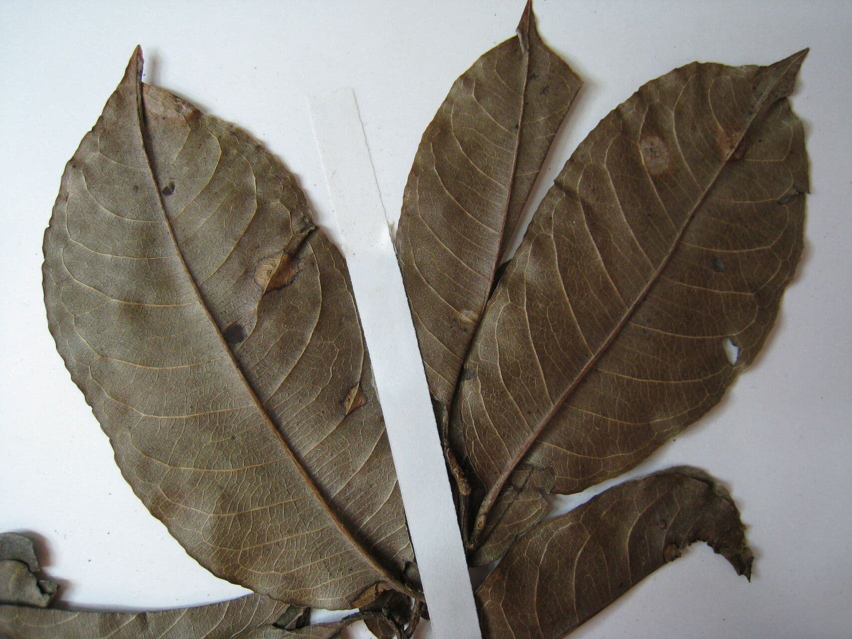 Lecythis cartacea