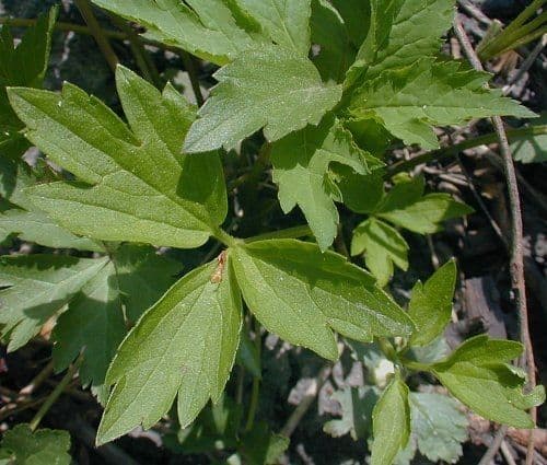 Ranunculus hispidus 11