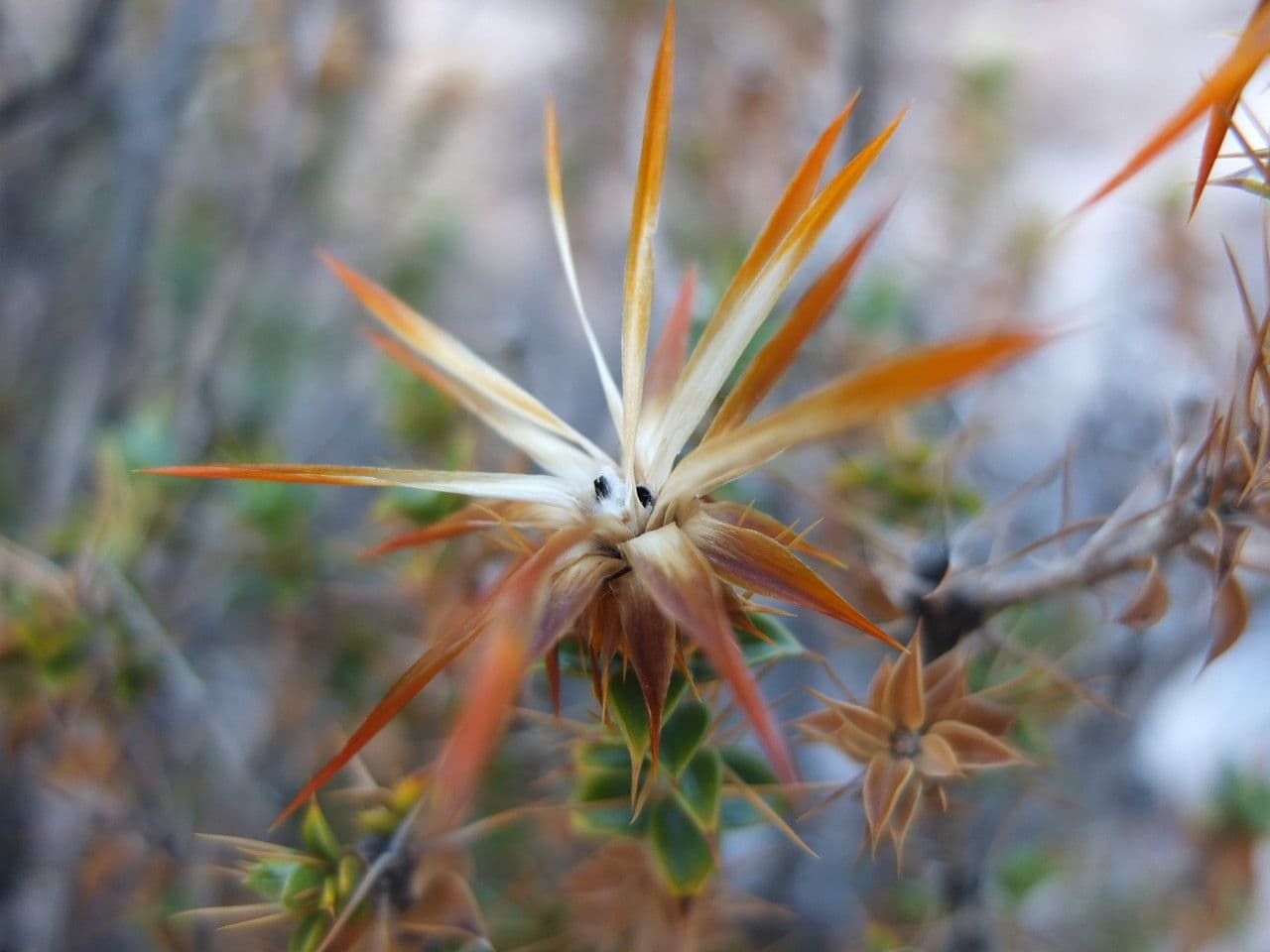 Chuquiraga 3