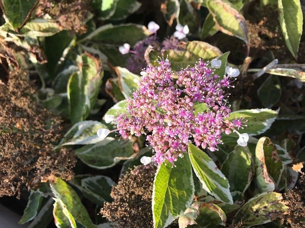 Callicarpa 2