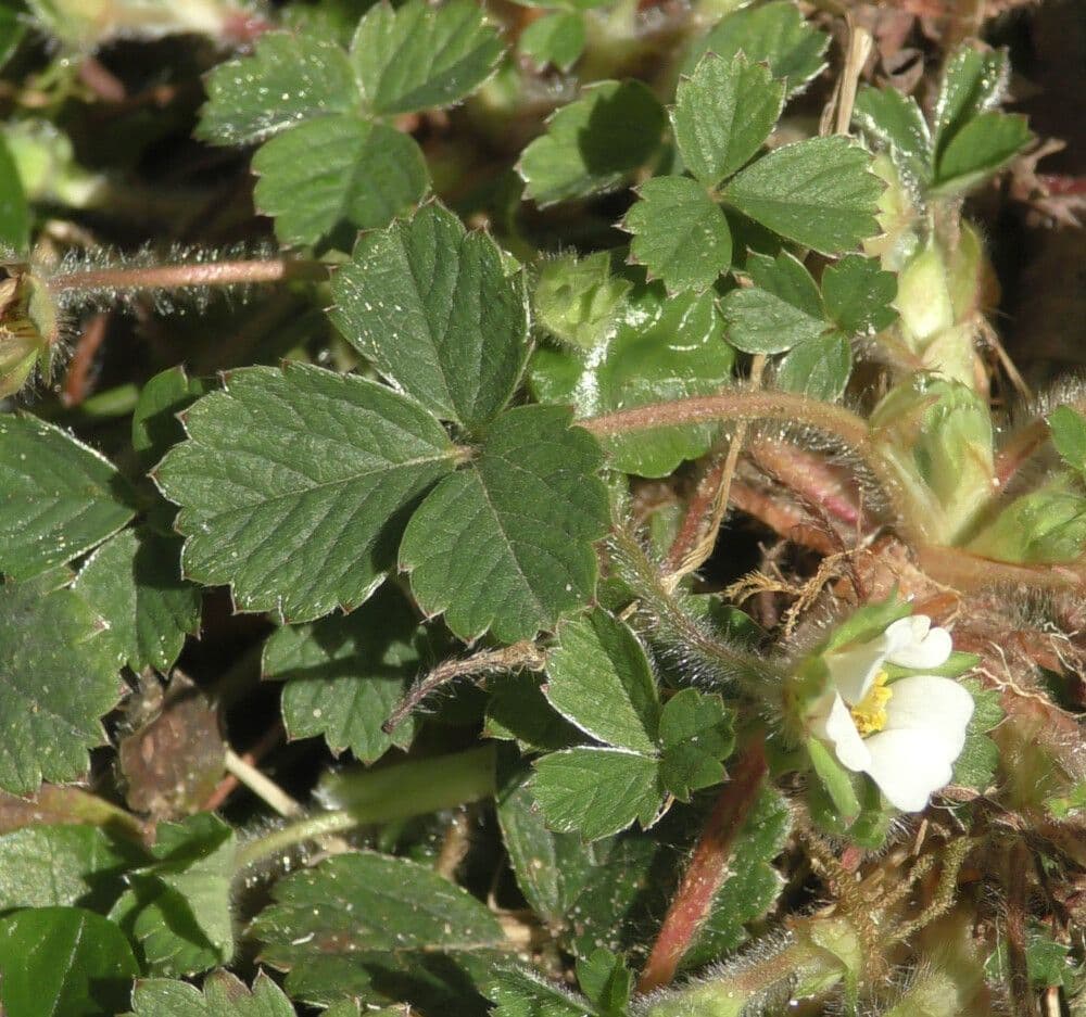 Strawberryleaf cinquefoil 16