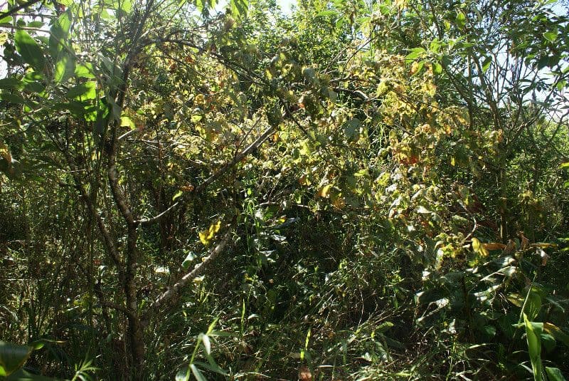 Dombeya 12