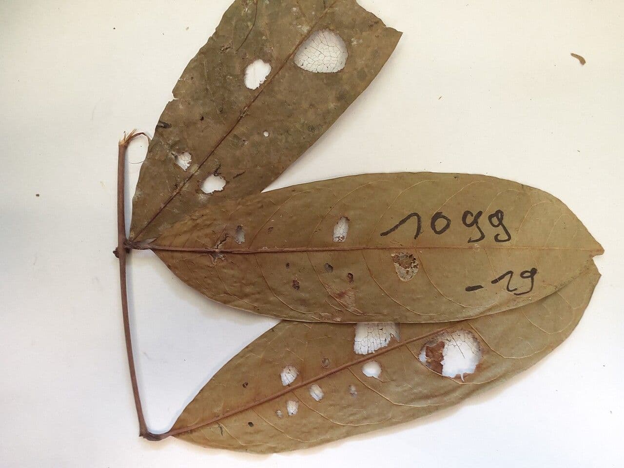 Dacryodes
