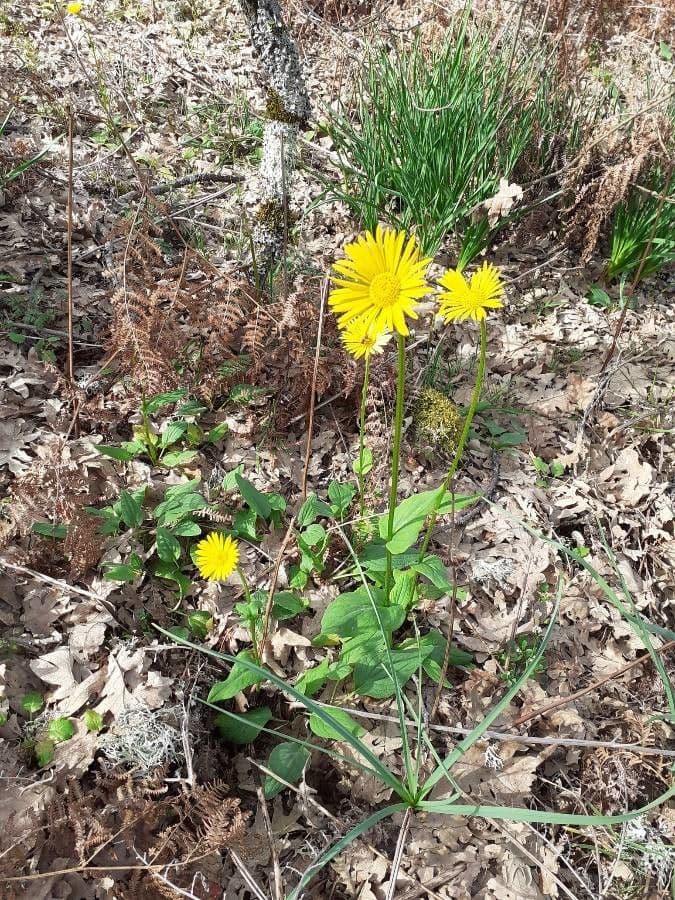 Plantain-leaf leopard's-bane 13