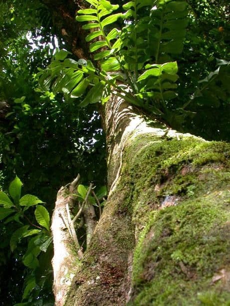 Pouteria durlandii 8
