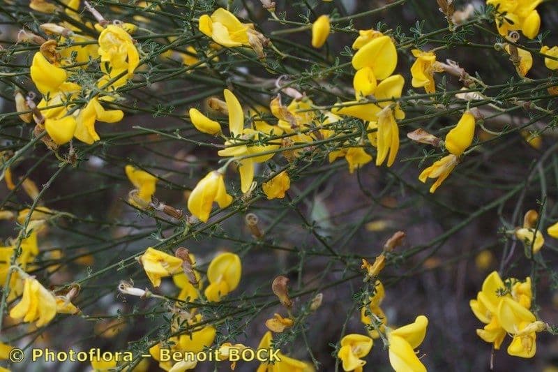 Janovec veľkokvetý 11