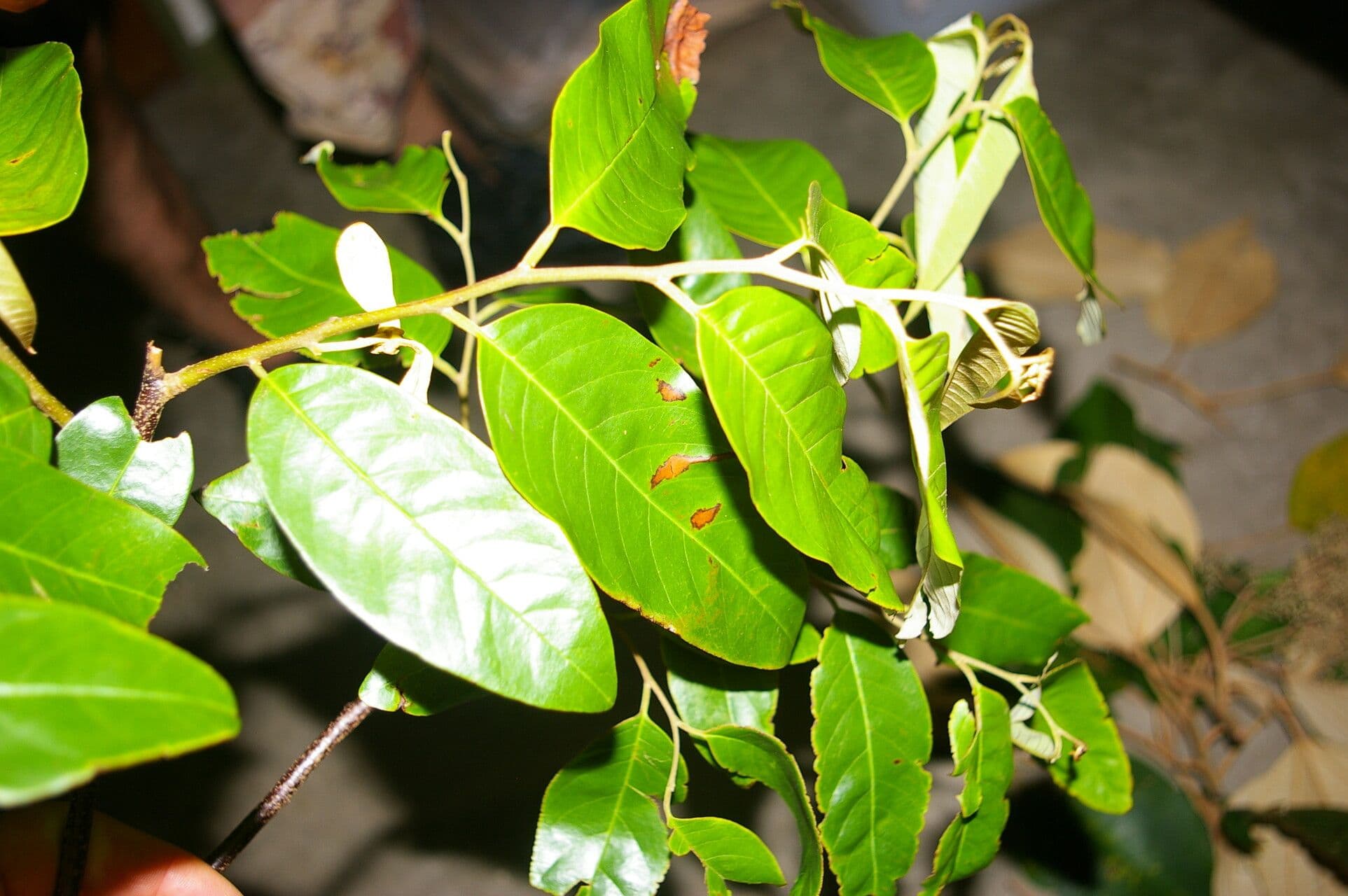 Annona papilionella 7