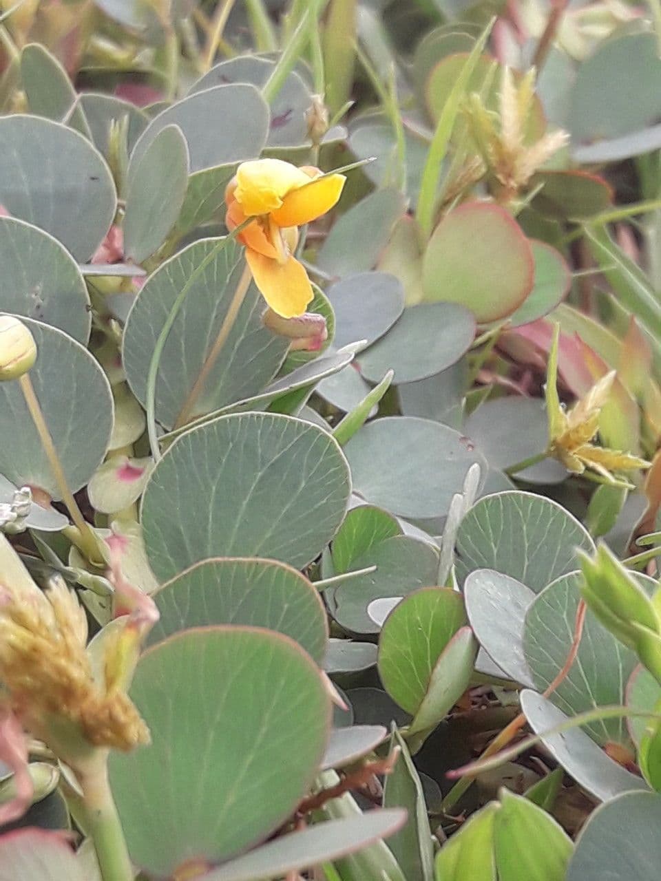 Cassia diphylla 8