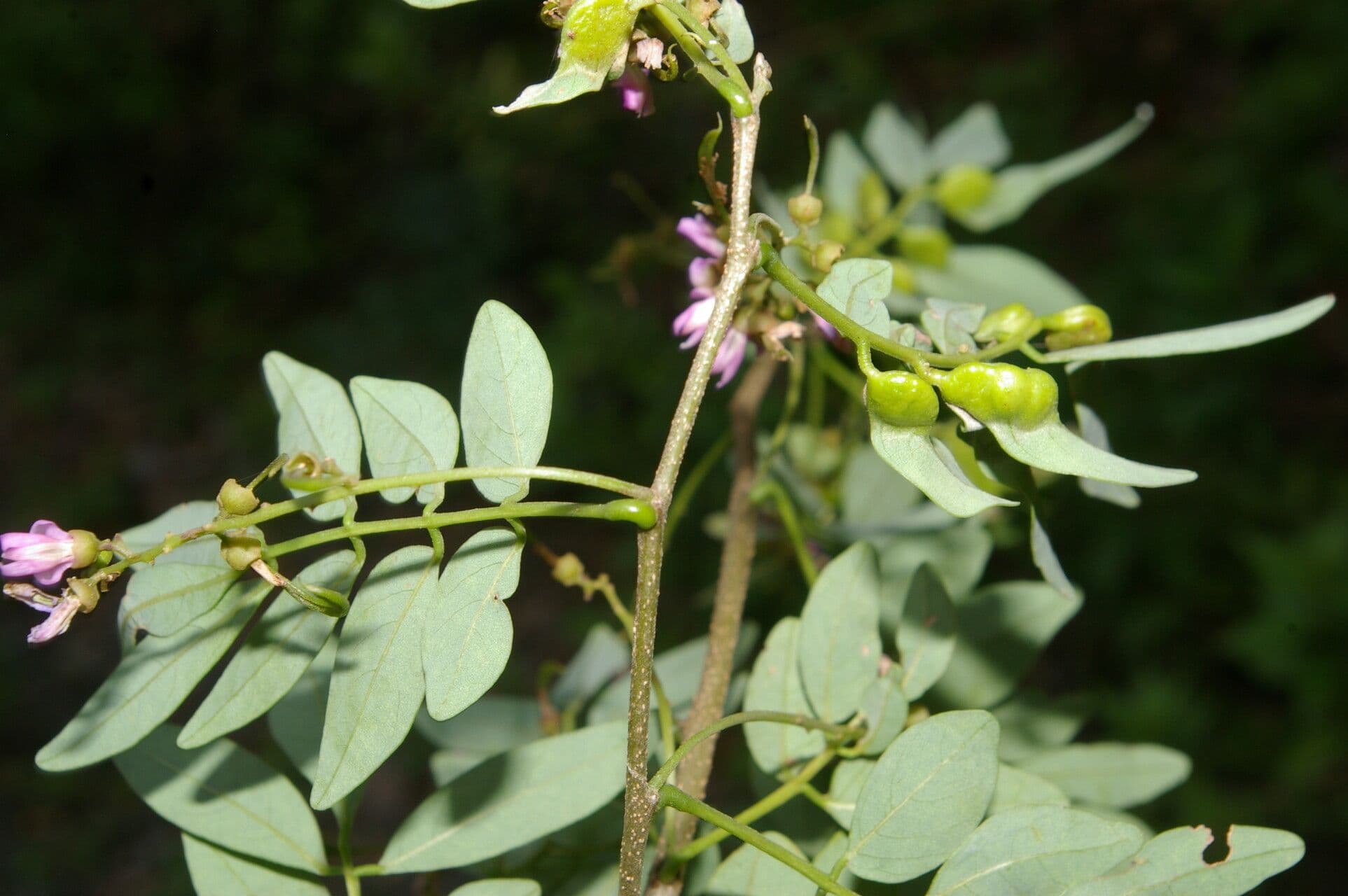 Lonchocarpus lanceolato 11