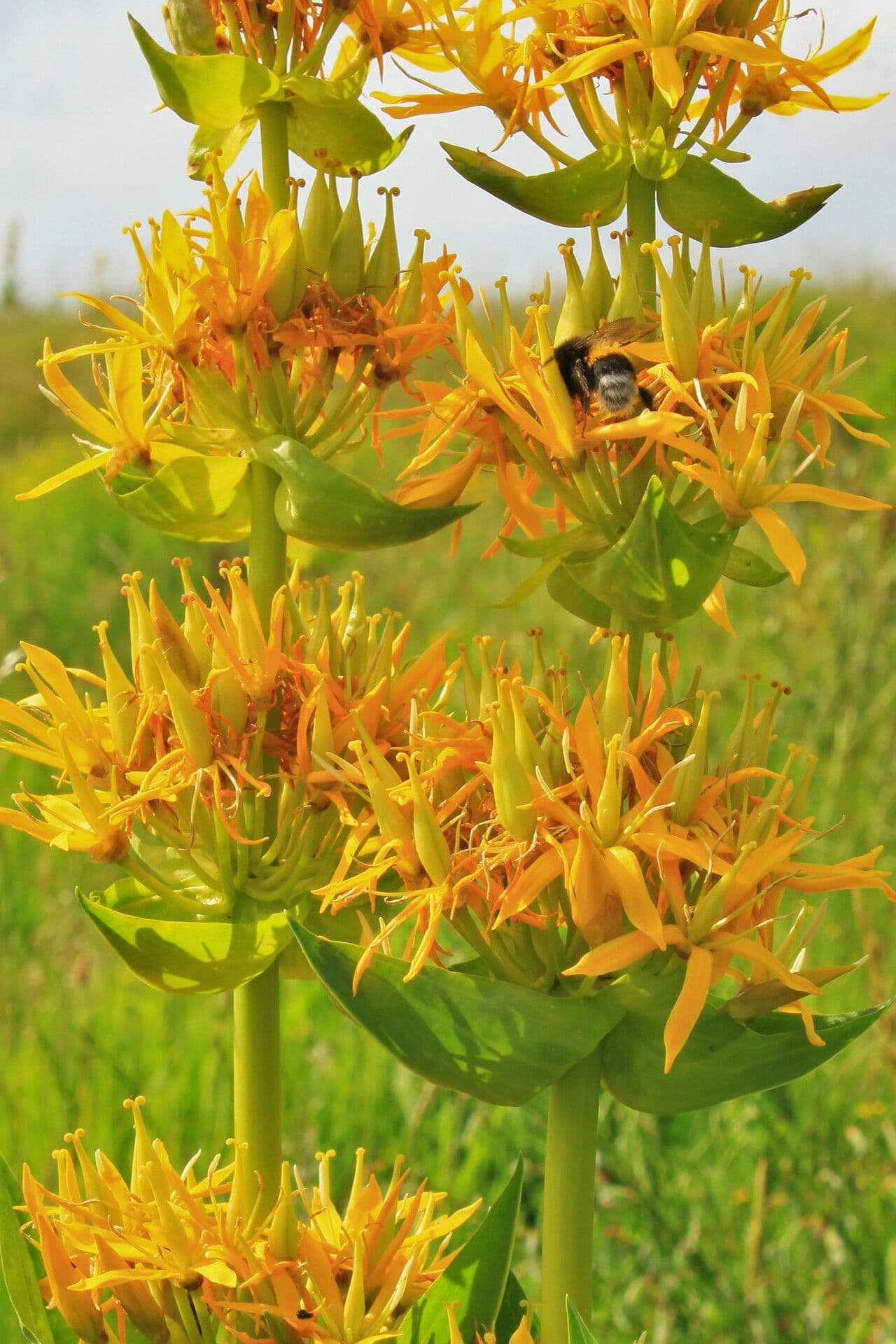 Genziana maggiore 30