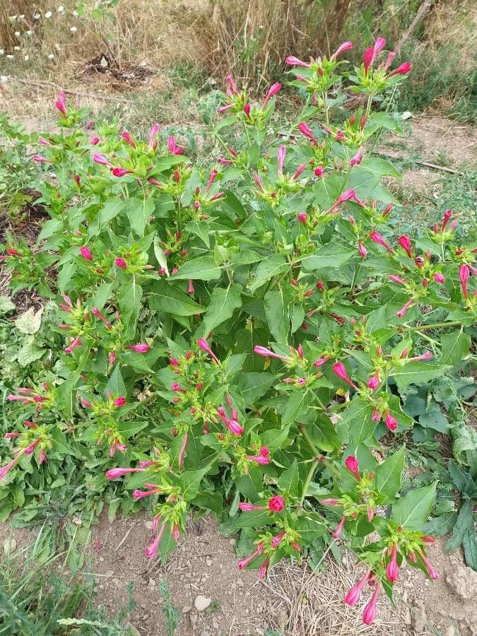 Wunderblume 13