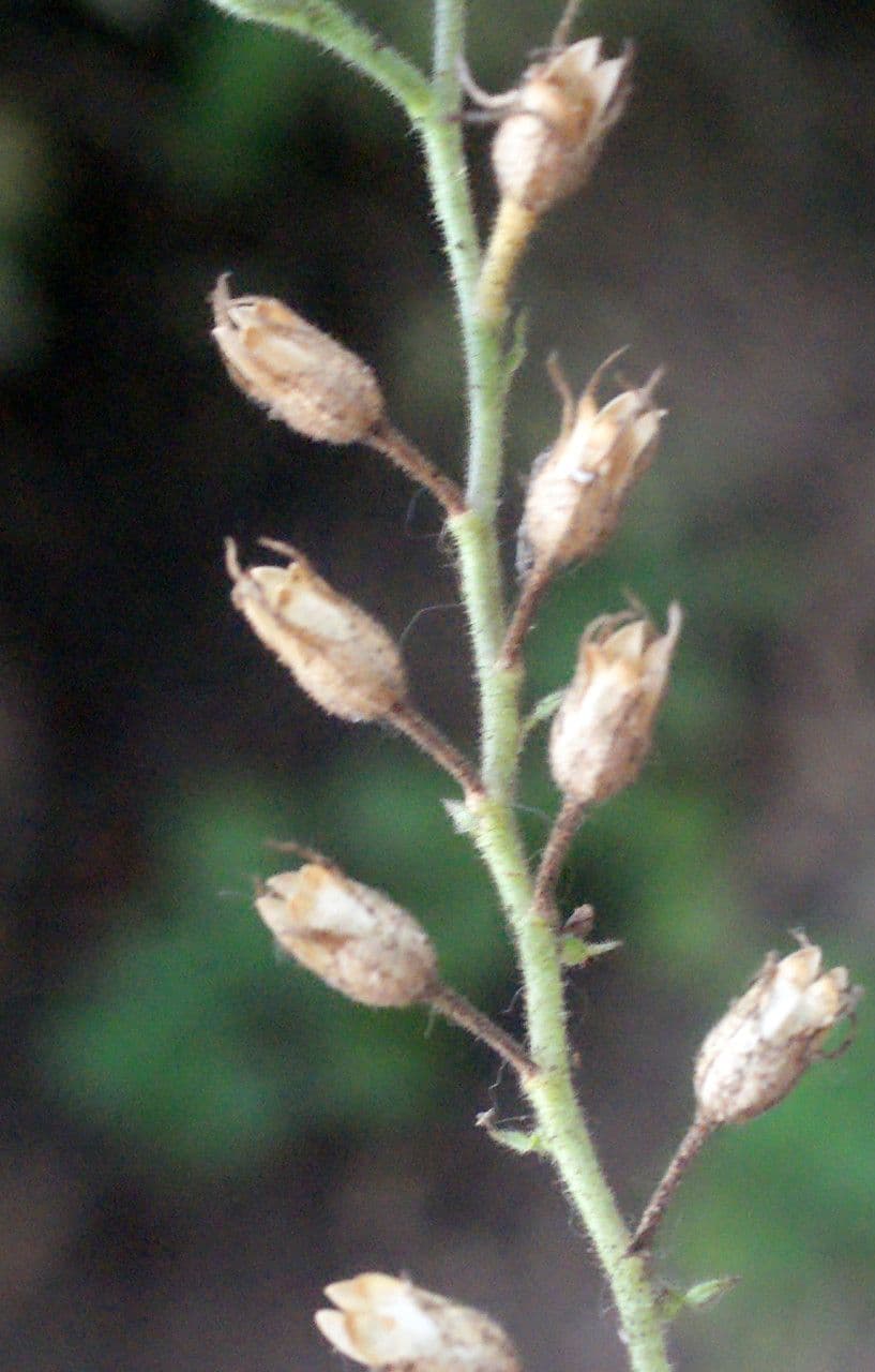 Plumbago zeylanica 3