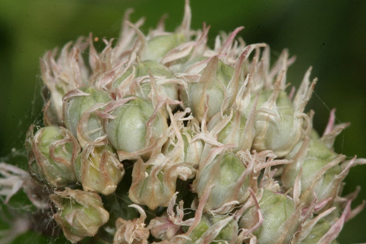 Aglio 2