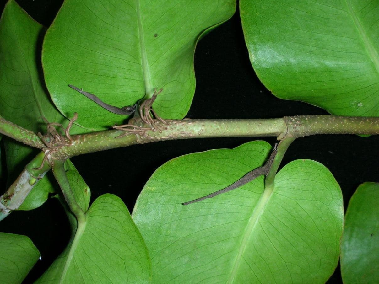 Monstera 10