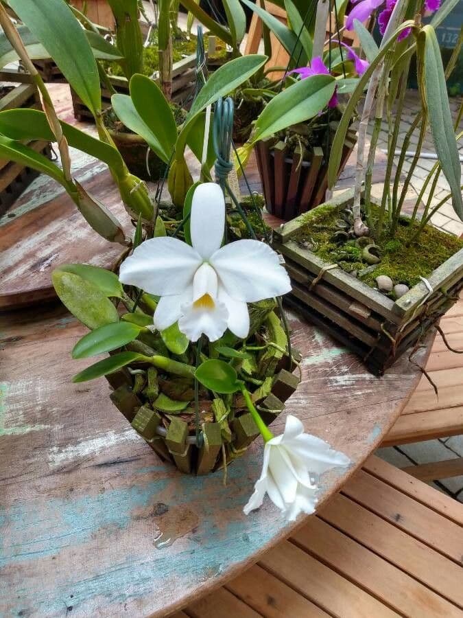 Dwarf Cattleya 3